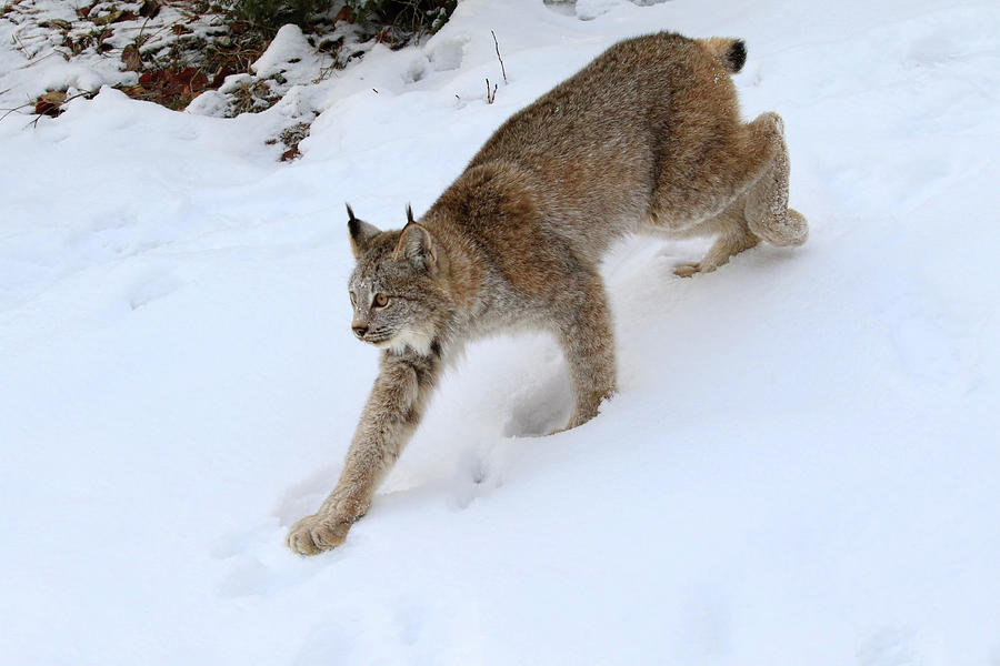 Down Hill Lynx Photograph by Steve McKinzie