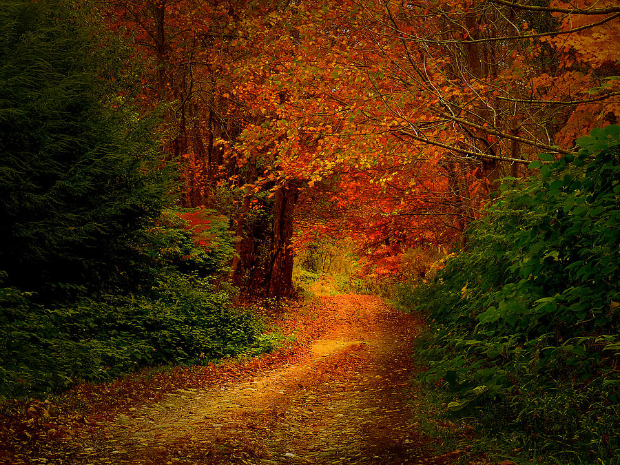 Down the autumn lane. Photograph by Gene Camarco - Fine Art America