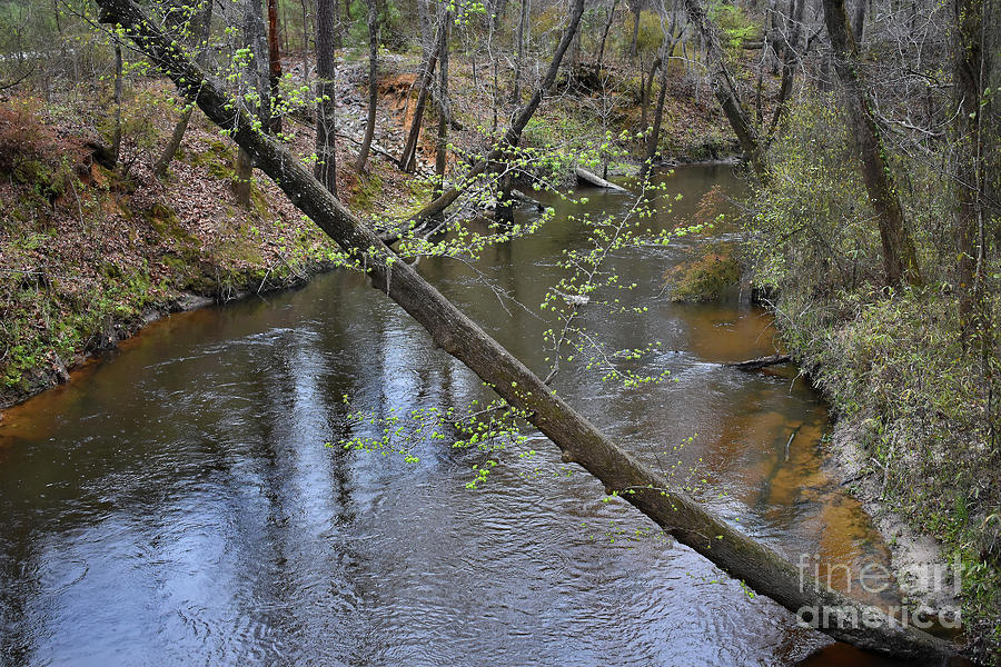 Down The Congaree Creek Photograph by Skip Willits