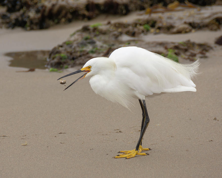 Egret Photograph - Down the Hatch by Bruce Frye