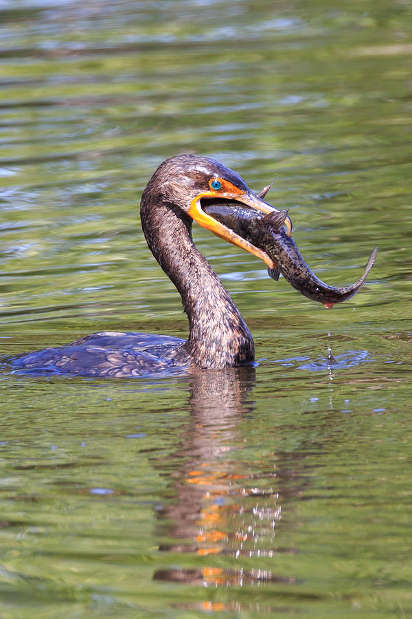 Down the Hatch Photograph by Paul Schultz