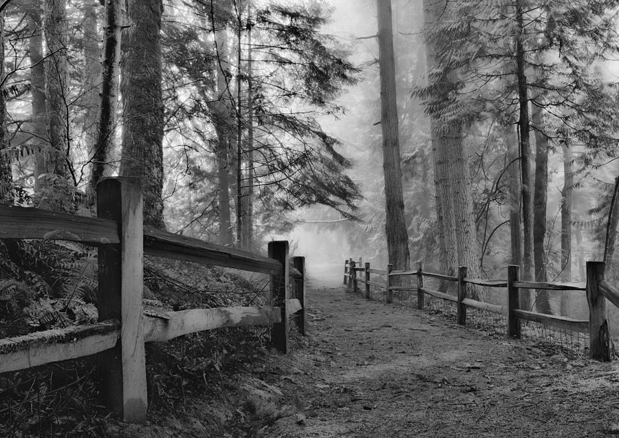 Down the Misty Path Photograph by Don Schwartz