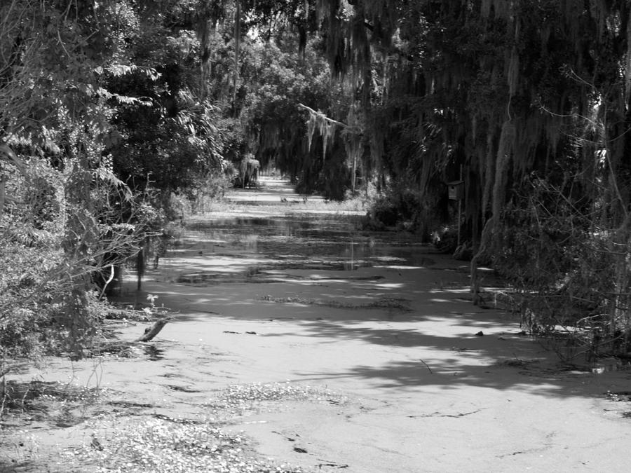 Down the Pond Photograph by Jo Jurkiewicz - Fine Art America