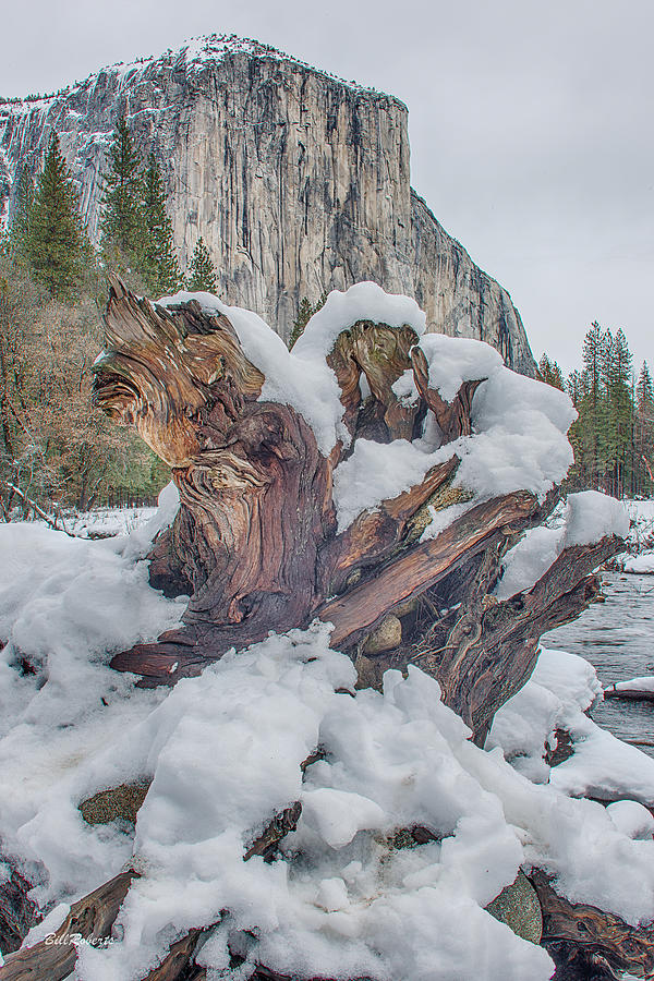 Yosemite National Park Photograph - Down To The Roots by Bill Roberts