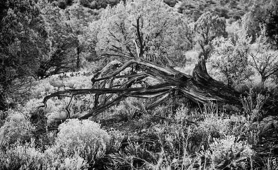 Downed Cypress Sedona Arizona Number five Photograph by Bob Coates