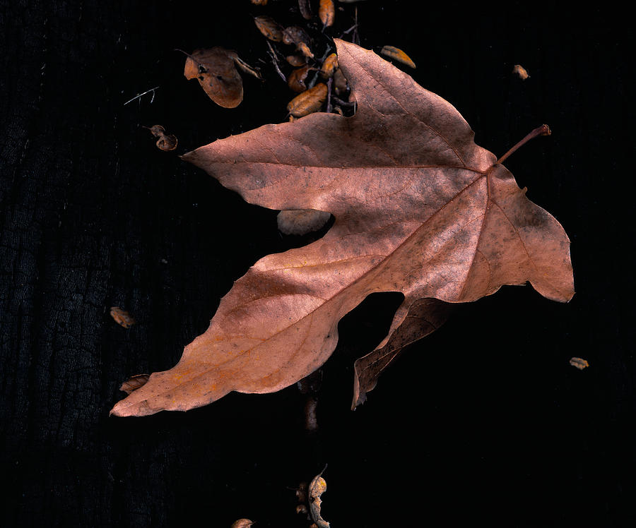 Downed Sycamore Leaf Photograph by Paul Breitkreuz