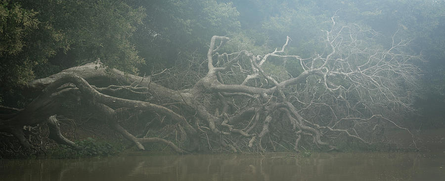 Downed tree in foggy Quiaba basin, Brazil Photograph by Steven Upton