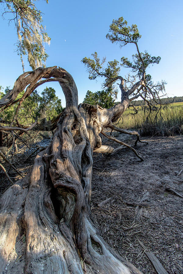 Downed Tree Photograph by Mike Dunn