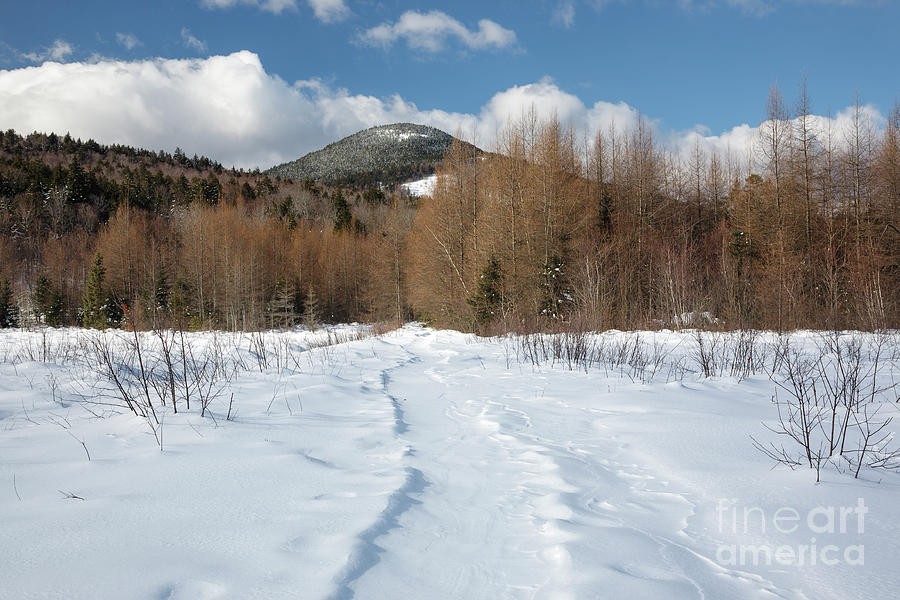 Mountain Photograph - Downes - Oliverian Brook Ski Trail - White Mountains New Hampshire  by Erin Paul Donovan