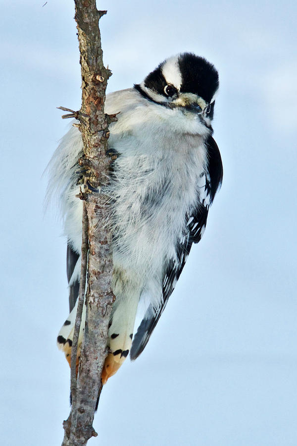 Downey Woodpecker 012 Photograph by Michael Peychich