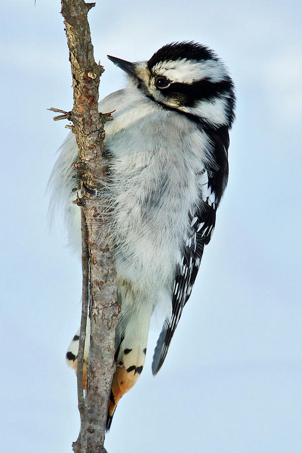 Downey Woodpecker 013 Photograph by Michael Peychich
