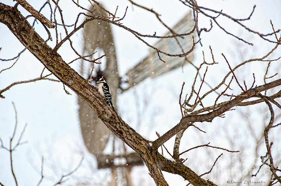 Downey Woodpecker and Windmill Photograph by David Arment