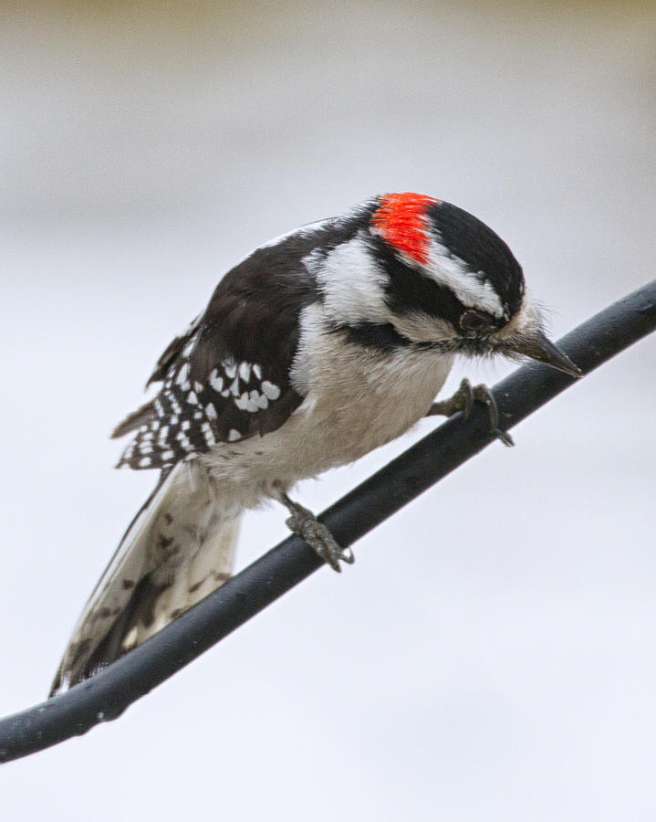 Downey Woodpecker Photograph by Brian Caldwell