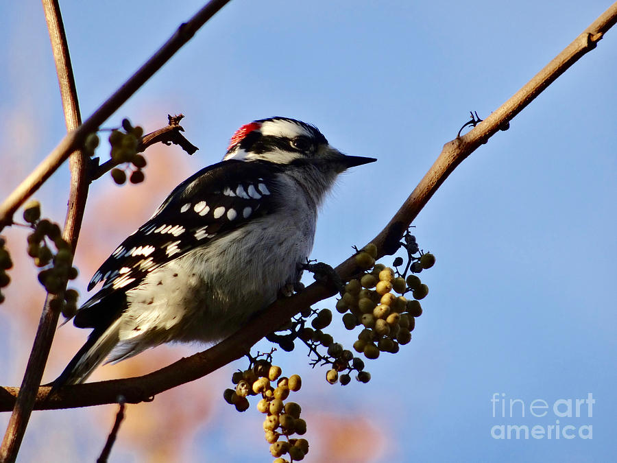 Downey Woodpecker Photograph by Christopher Plummer