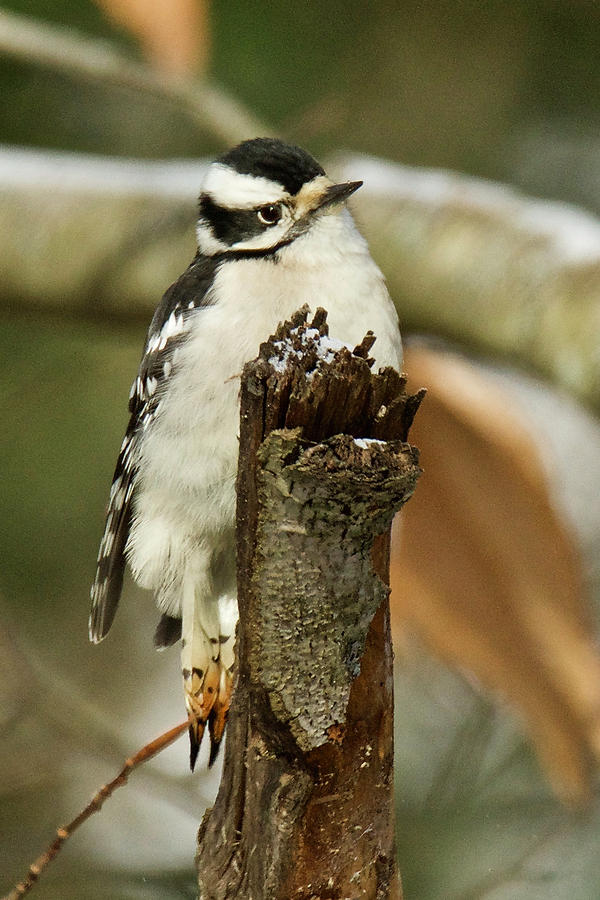 Downey Woodpecker Female 4417 Photograph by Michael Peychich
