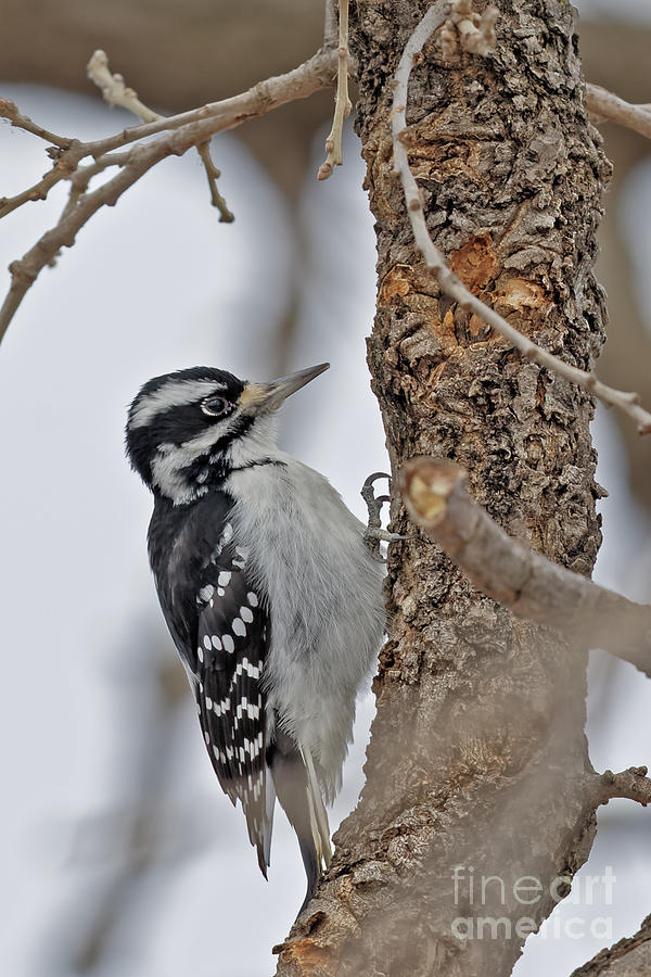 Downey Woodpecker in Winter Photograph by Natural Focal Point ...