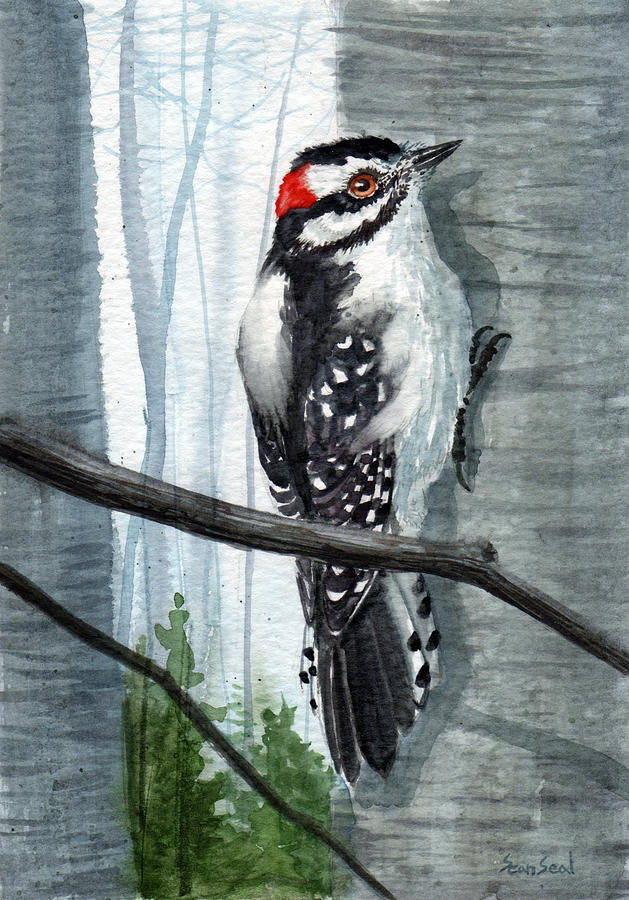 Bird Painting - Downey Woodpecker by Sean Seal