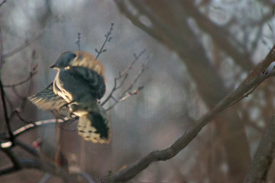 Downey Woodpecker Photograph by Steve Karol