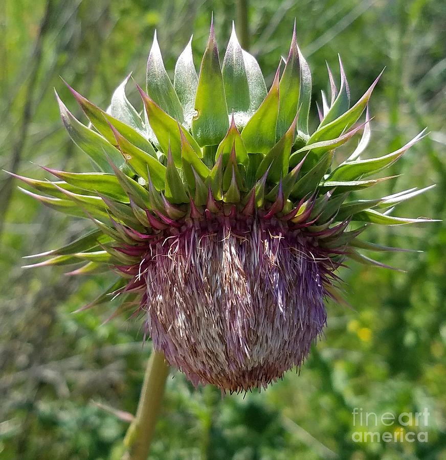 Downfaced Thistle Photograph by Maria Urso