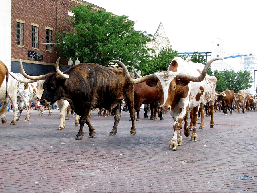 Downtown Cattle Drive Photograph by Keith Stokes