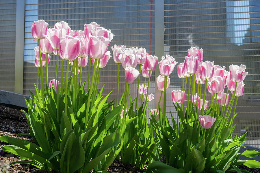Downtown Garden - Juicy Pink Tulips Among Urban Steel Photograph by Georgia Mizuleva