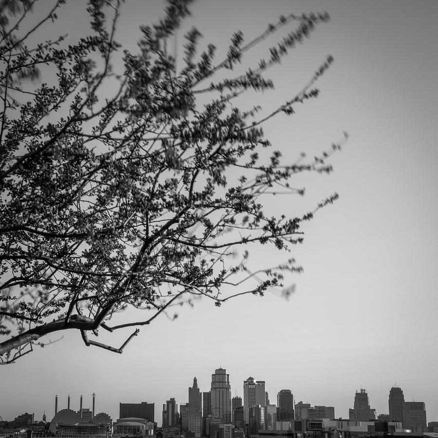 Downtown Kansas City Skyline Below Spring Tree - Black And White Photograph