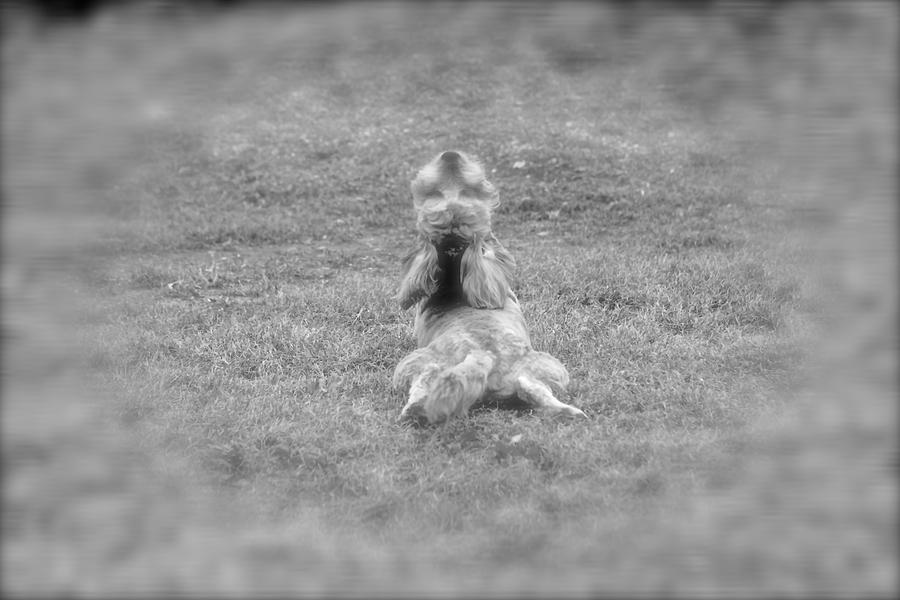 Dog Photograph - Downward Dog by Nelda Mays
