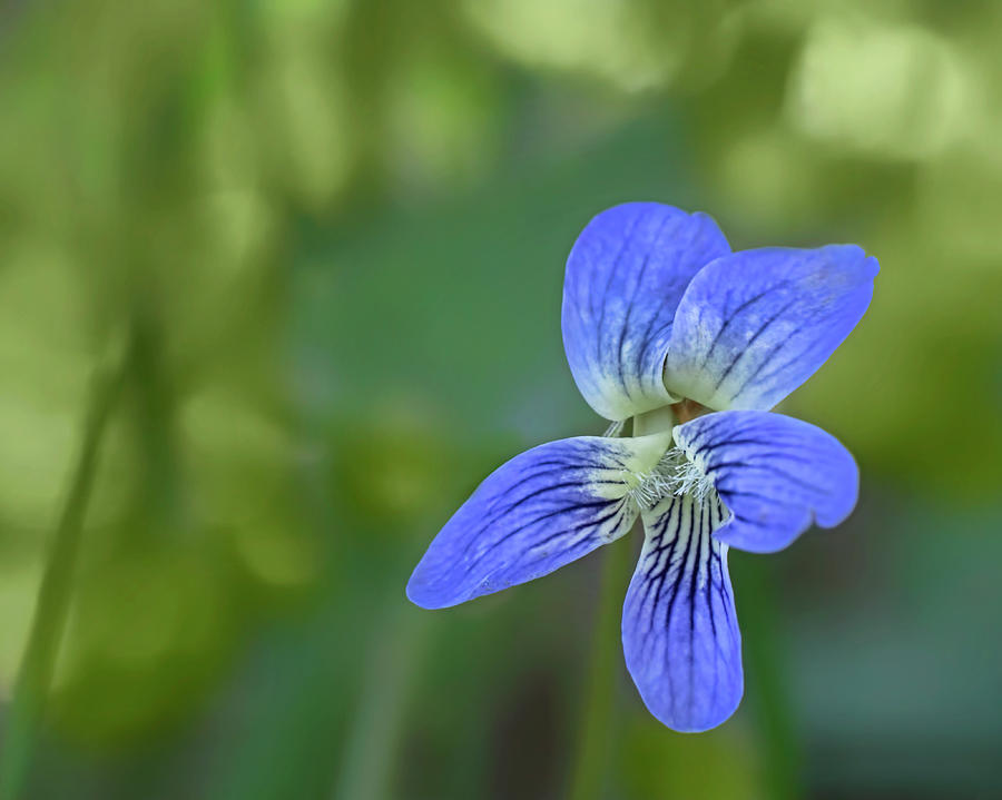 Flower Photograph - Downy Blue Violet by Nikolyn McDonald