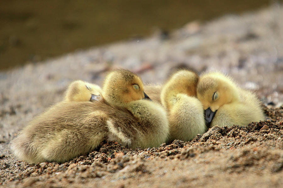 Geese Photograph - Downy cozy baby geese by Pierre Leclerc Photography