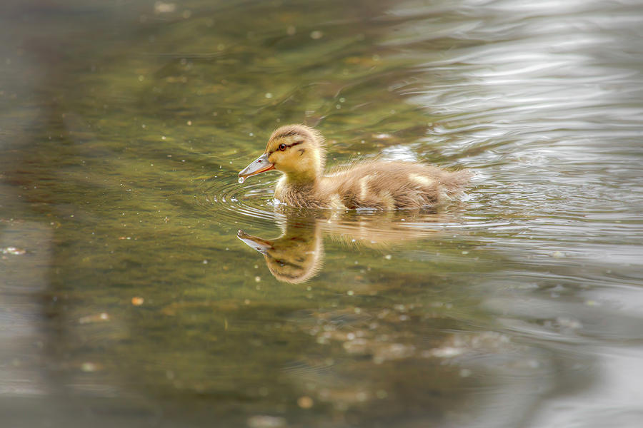 Downy Duckling 0814 Photograph by Kristina Rinell