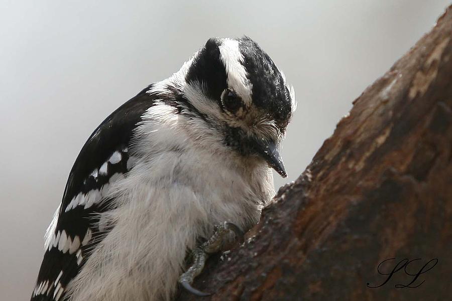 Woodpecker Photograph - Downy by Sarah  Lalonde