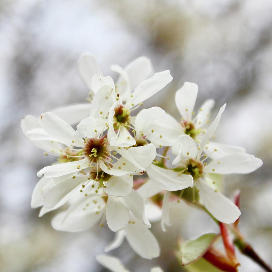 Downy Serviceberry Bloom Serenity Photograph by M E