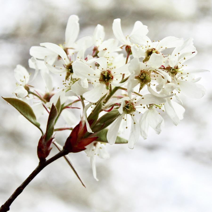 Downy Serviceberry Blooming Tree Photograph by M E
