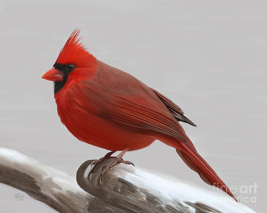 Downy Winter Male Painting by Rand Herron
