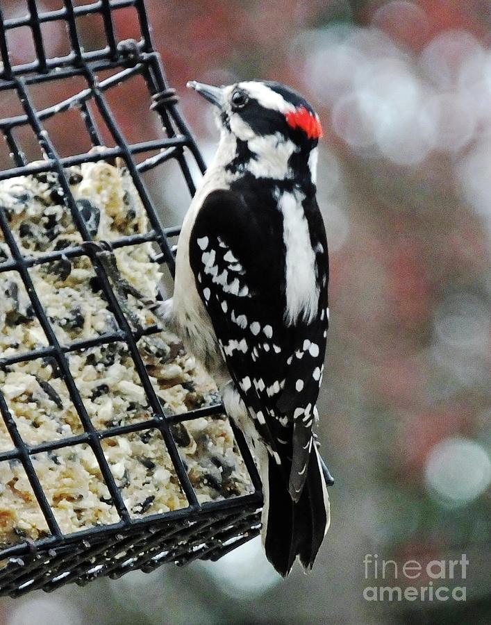 Downy Woodpecker 1 Photograph by Lizi Beard-Ward