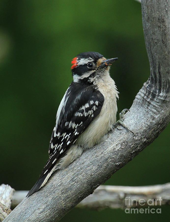 Wildlife Photograph - Downy Woodpecker-3 by Gail Huddle