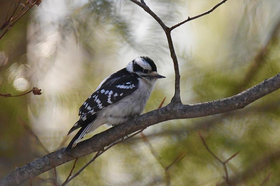 Downy Woodpecker 391 Photograph by Michael Peychich