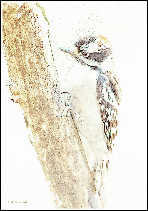 Downy Woodpecker Photograph by A Macarthur Gurmankin