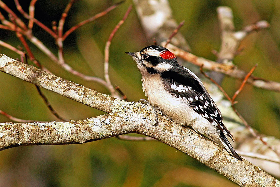 downy woodpecker flying