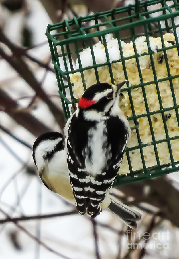 Downy Woodpecker and Black-capped Chickadee Photograph by Stephanie ...