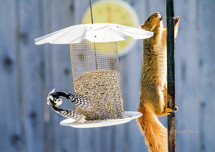 Downy Woodpecker And Red Squirrel Photograph by Ed Peterson