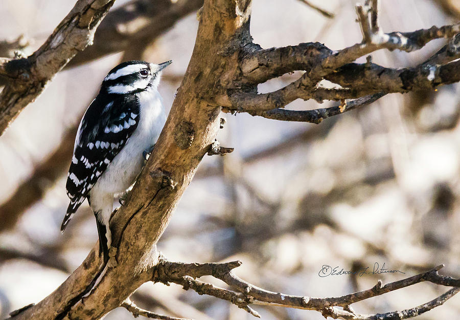 Downy Woodpecker Approaching Photograph by Ed Peterson