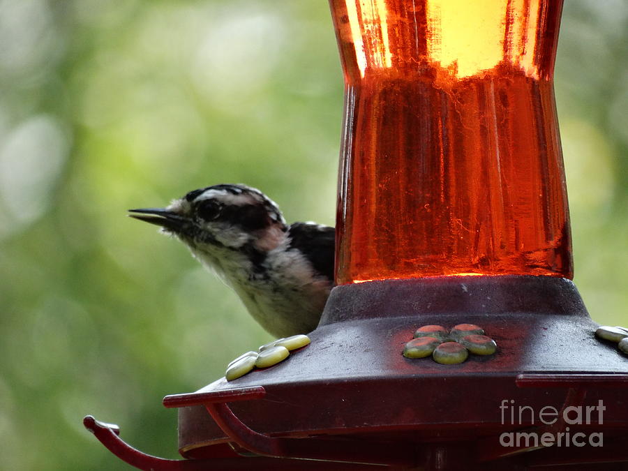 Bird Photograph - Downy Woodpecker At Rest by Gina Sullivan
