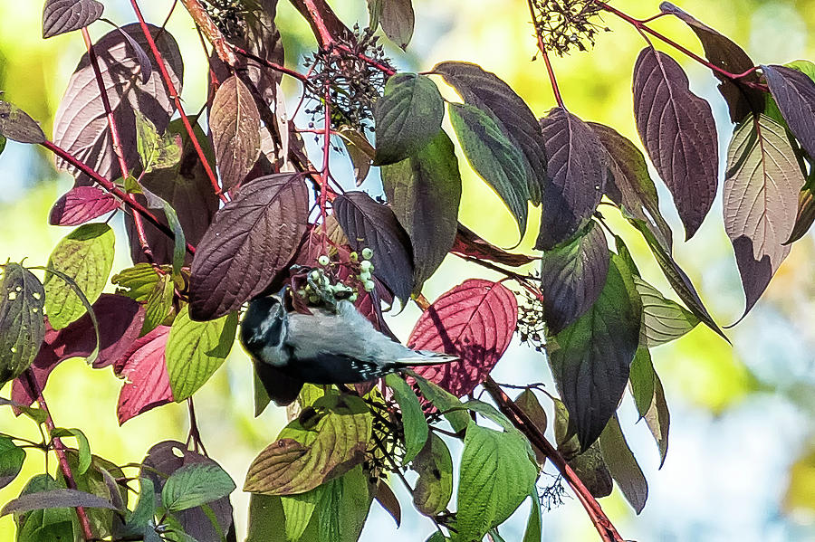 Downy Woodpecker Photograph by Belinda Greb