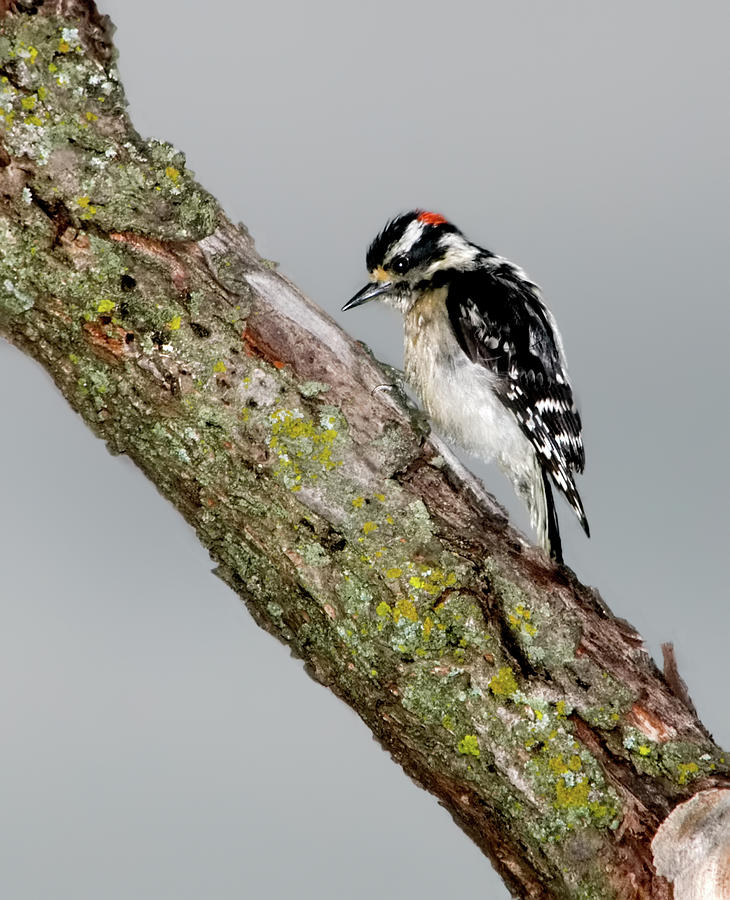 Woodpecker Photograph - Downy Woodpecker by Betty LaRue