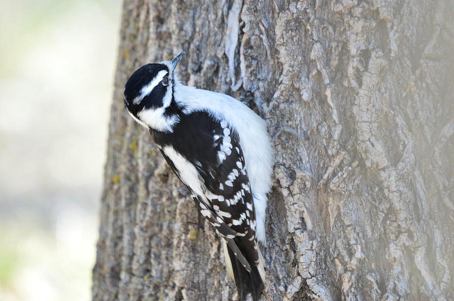 Downy Woodpecker Photograph by Bonfire Photography