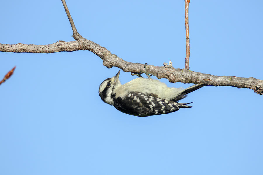 Downy Woodpecker Photograph by Brook Burling