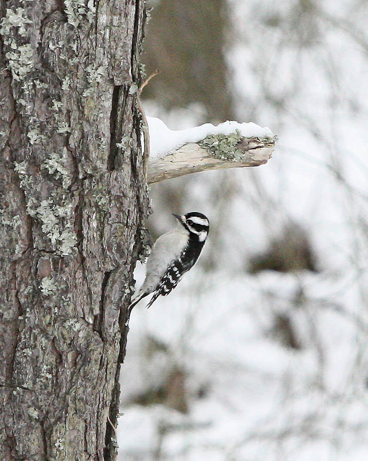 Downy Woodpecker Photograph by Captain Debbie Ritter