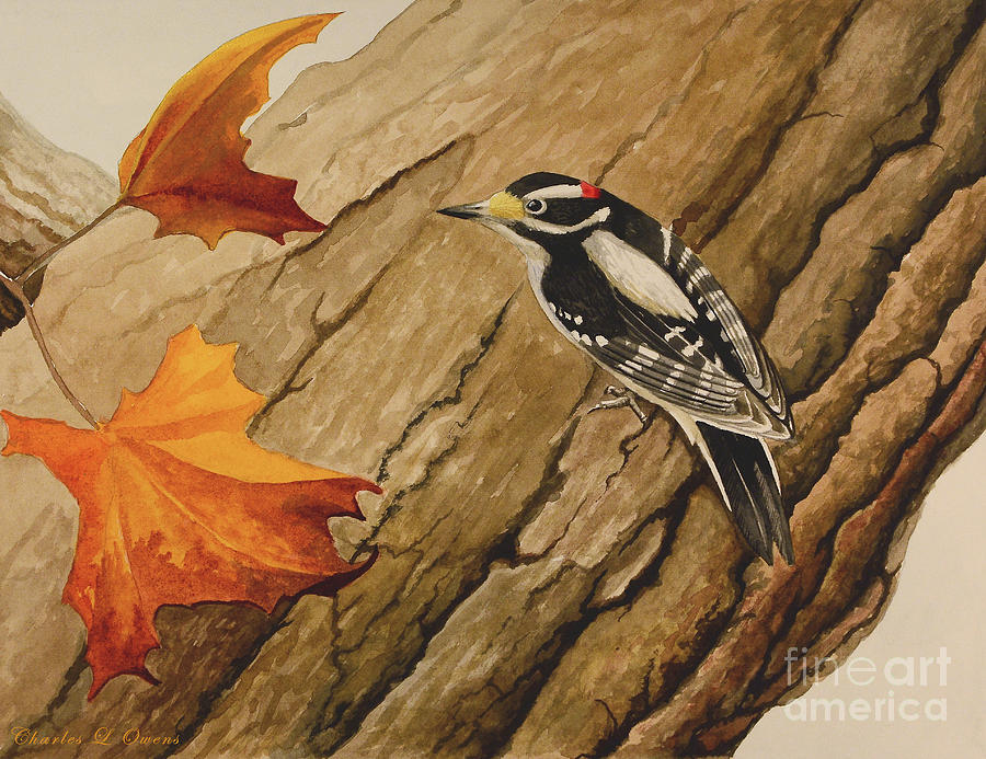 Downy Woodpecker Painting by Charles Owens
