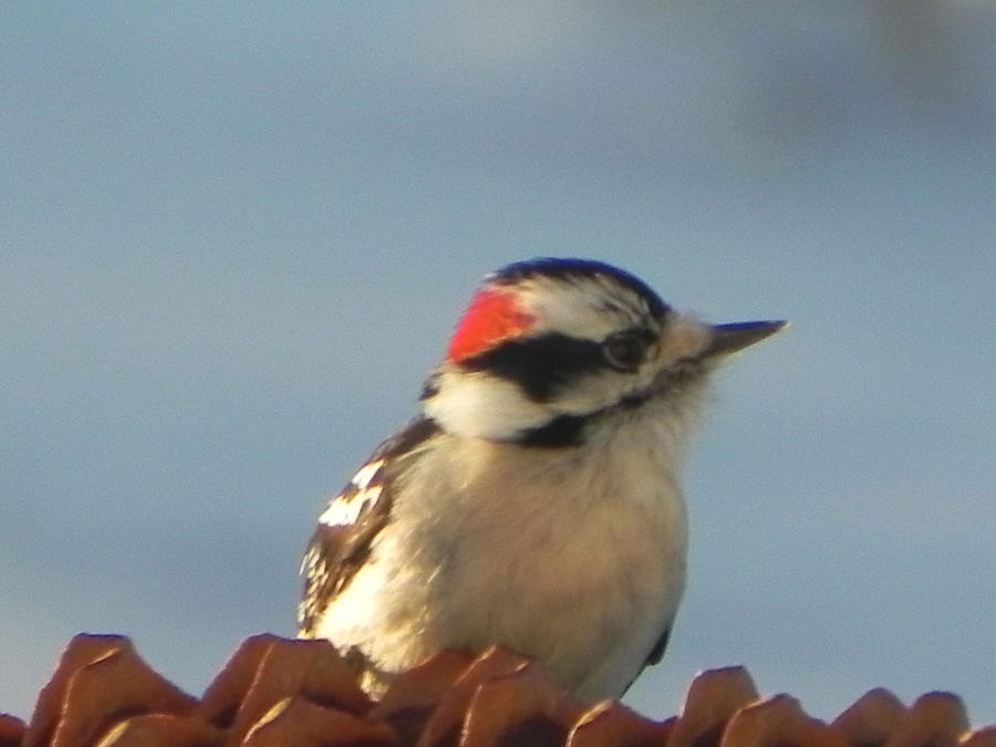 Downy Woodpecker Photograph by Christine Lathrop